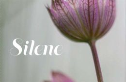 Silene